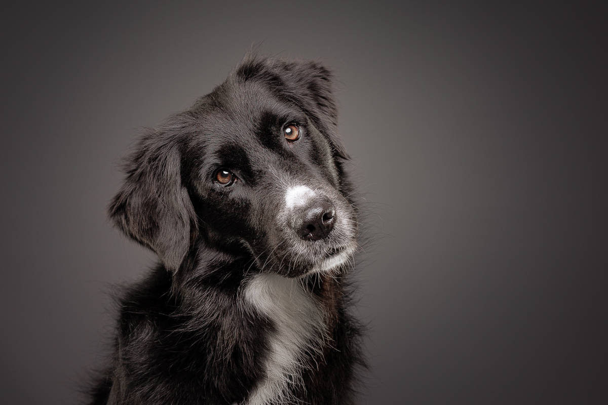 Hundefoto 1