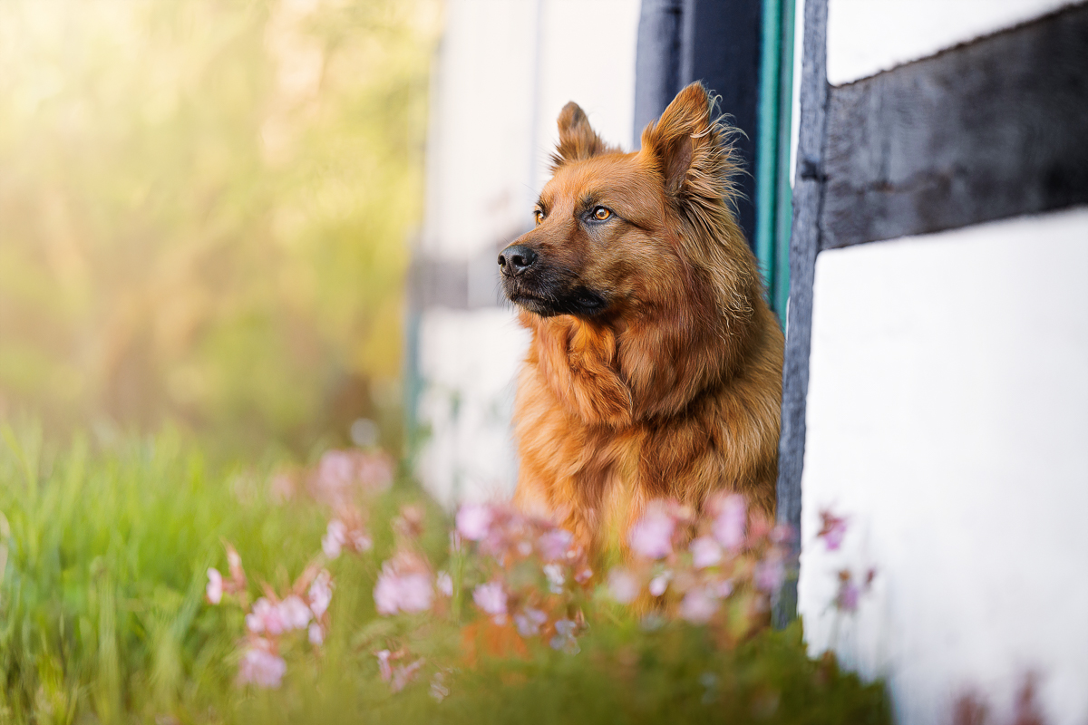 Hundefoto 1