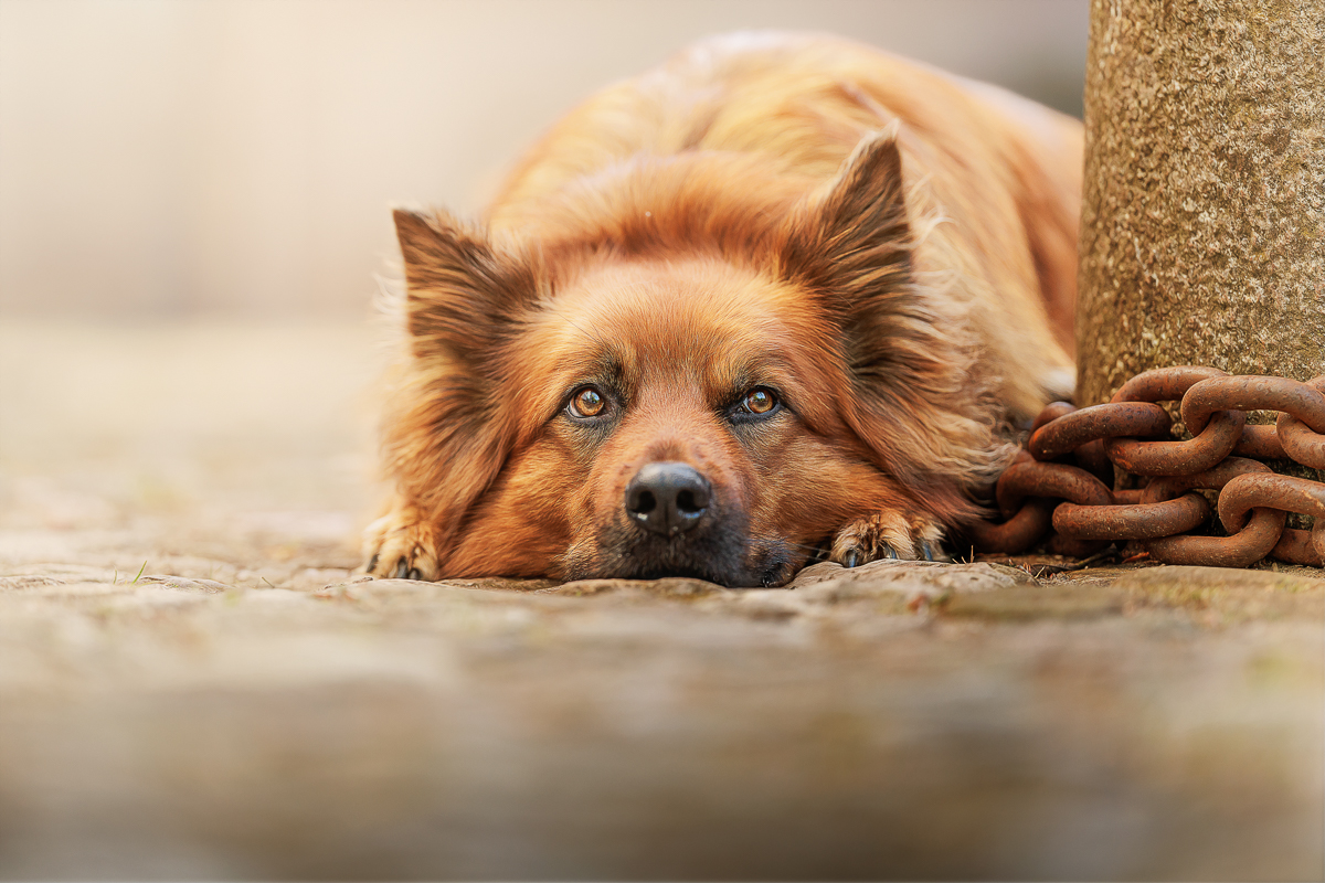 Hundefoto 1