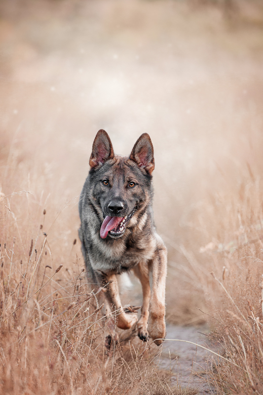 Hundefoto 1