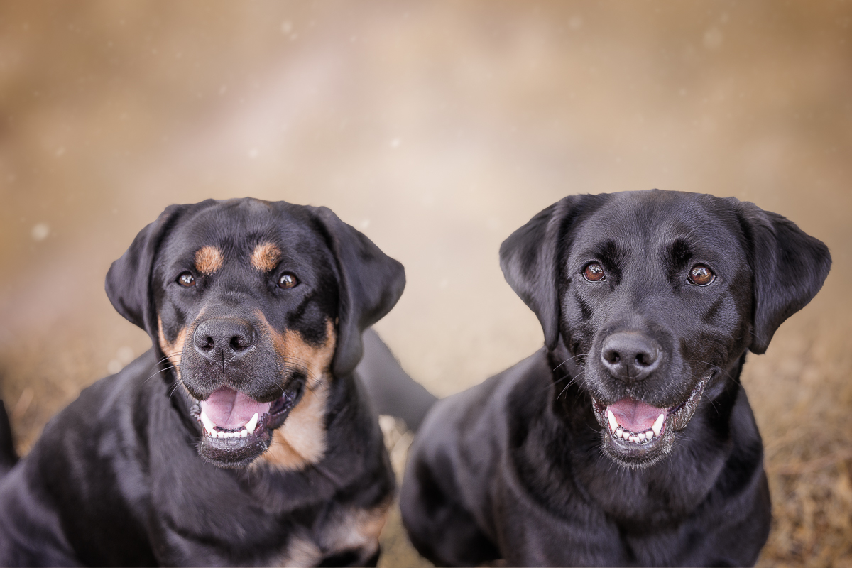 Hundefoto 1