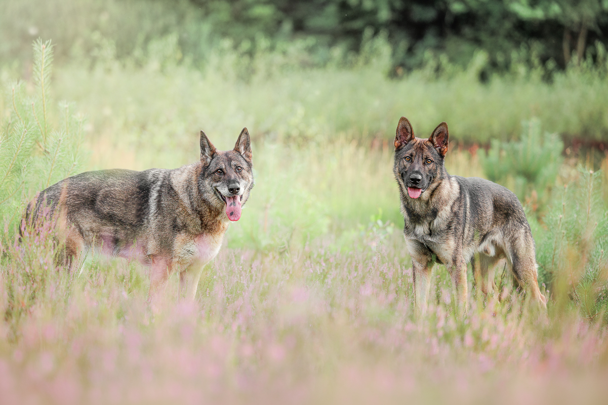 Hundefoto 1